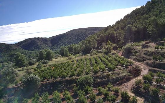 Terrain de  à Orba- PGP70416 - Photo - 3