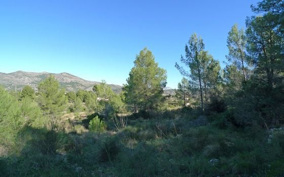 Terrain de  à Jalón- PGP131686 - Photo - Small - 9