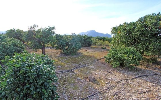 4 bedroom Villa in Ondara - PGP76244 - Photo - Small - 14