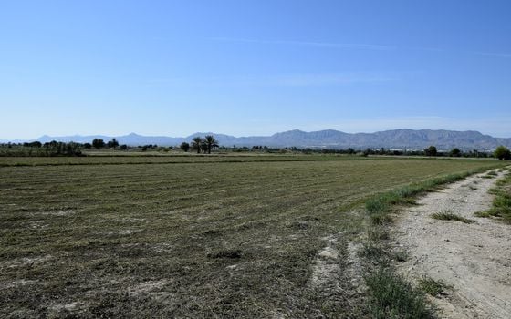 Parcela de  en Catral- NSP77213 - Foto - 2