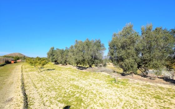 Vilă cu 3 dormitoare în Guardamar del Segura - NSP77255 - Imagini - Small - 20
