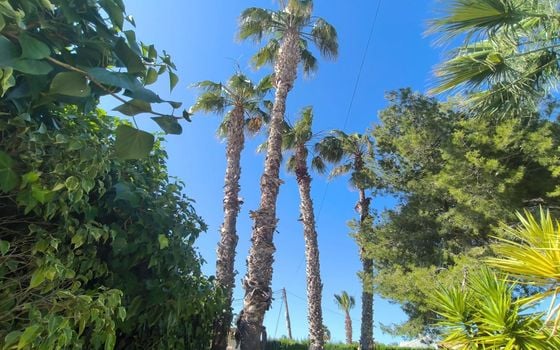 Villa de 5 chambres à Torrevieja - SV88368 - Photo - Small - 25