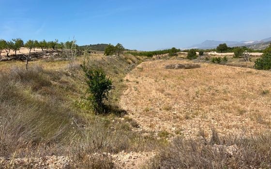  Plot in Hondón de los Frailes- CNM93085 - Photo - Small - 6