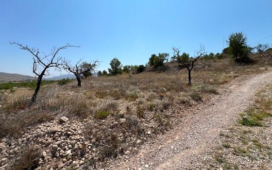  Plot in Hondón de los Frailes- CNM93085 - Photo - Small - 11