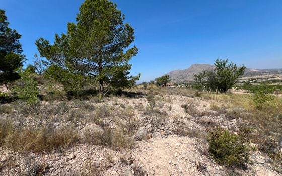  Plot in Hondón de los Frailes- CNM93085 - Photo - Small - 12
